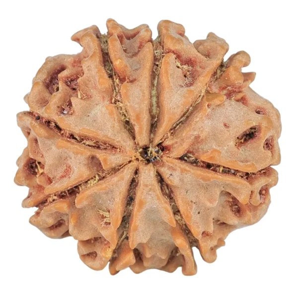 8 Mukhi Rudraksha 22.3mm 3.75gm - Rudraksha back