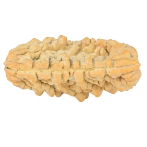 1 Mukhi Rudraksha 37.2mm 5.58gm - Rudraksha back