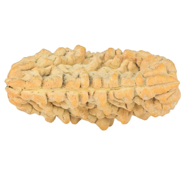 1 Mukhi Rudraksha 37.2mm 5.58gm - Rudraksha back