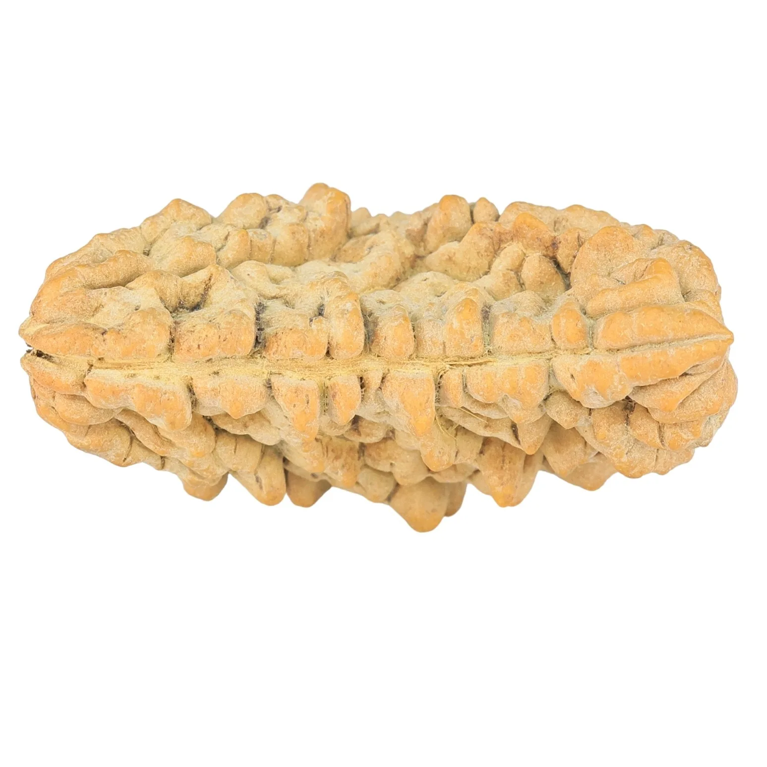 1 Mukhi Rudraksha 37.2mm 5.58gm - Rudraksha back