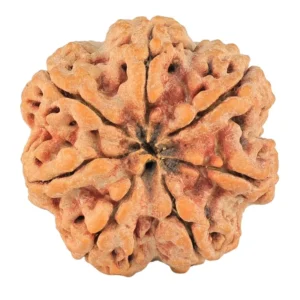 7 Mukhi Rudraksha 29.3mm 8.01gm - Rudraksha back