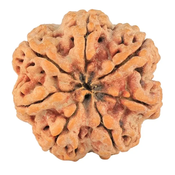 7 Mukhi Rudraksha 29.3mm 8.01gm - Rudraksha back