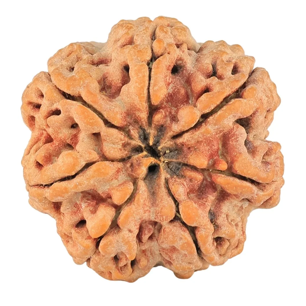 7 Mukhi Rudraksha 29.3mm 8.01gm - Rudraksha back