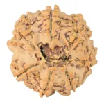 7 Mukhi Rudraksha 27mm 6.15gm - Rudraksha back
