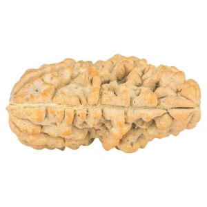 1 Mukhi Rudraksha 36.3mm 6.45gm - Rudraksha back