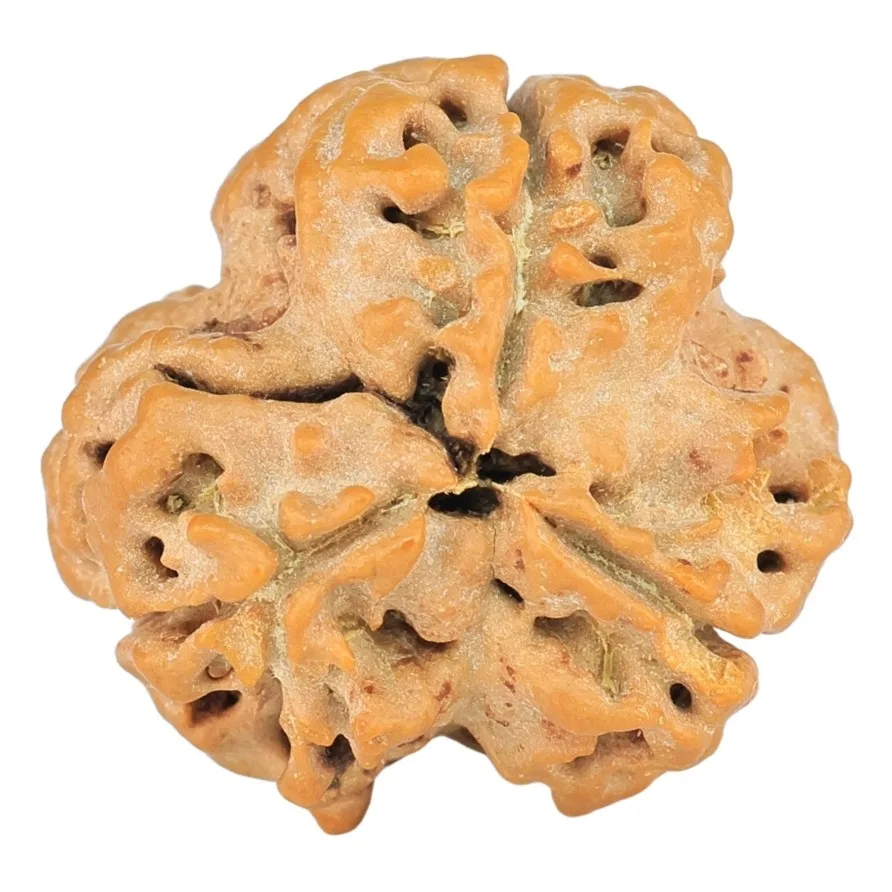 3 Mukhi Rudraksha 20mm 2.42gm - Rudraksha back