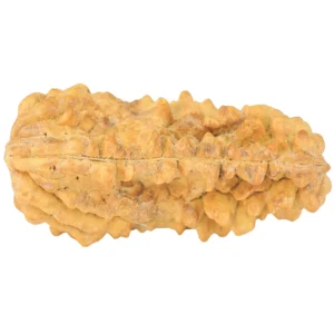 1 Mukhi Rudraksha 38.1mm 5.27gm - Rudraksha back