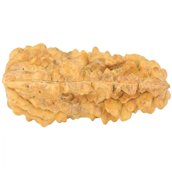 1 Mukhi Rudraksha 38.1mm 5.27gm - Rudraksha back