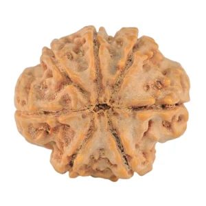 7 Mukhi Rudraksha 27.5mm 6.24gm - Rudraksha back