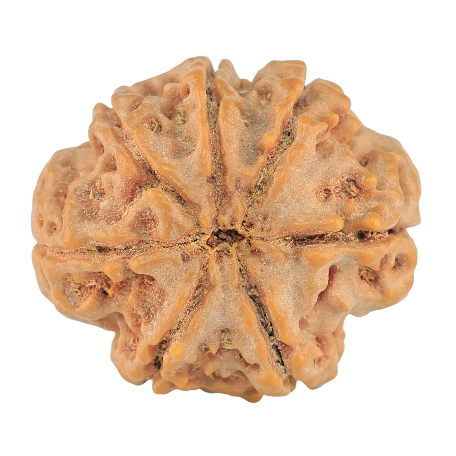 7 Mukhi Rudraksha 27.5mm 6.24gm - Rudraksha back