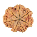 7 Mukhi Rudraksha 27.1mm 5.85gm - Rudraksha back