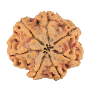 7 Mukhi Rudraksha 27.1mm 5.85gm - Rudraksha back