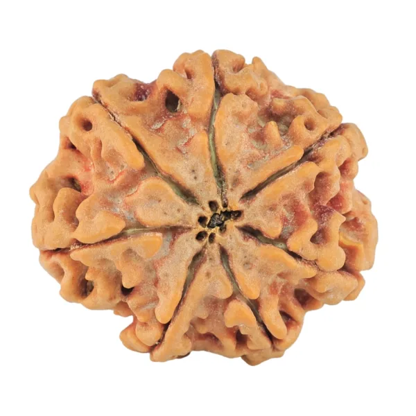 7 Mukhi Rudraksha 27.1mm 5.85gm - Rudraksha back