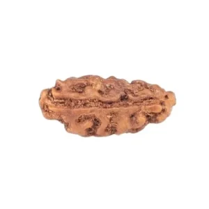 1 Mukhi Rudraksha 12.3mm 0.15gm - Rudraksha back