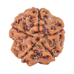 5 Mukhi Rudraksha 21.5mm 4gm - Rudraksha back