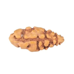1 Mukhi Rudraksha 13.2mm 0.19gm - Rudraksha back
