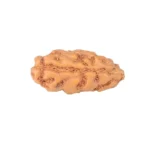 1 Mukhi Rudraksha 12.9mm 0.21gm - Rudraksha back