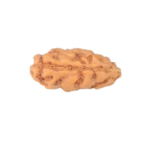 1 Mukhi Rudraksha 12.9mm 0.21gm - Rudraksha back
