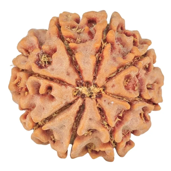 8 Mukhi Rudraksha 21.8mm 3.7gm - Rudraksha back