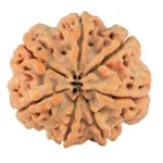 7 Mukhi Rudraksha 26.7mm 6gm - Rudraksha back
