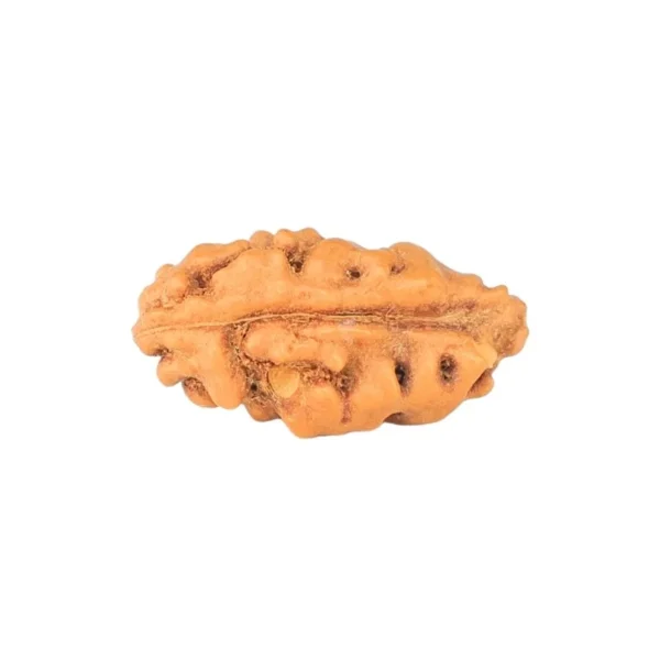 1 Mukhi Rudraksha 12.3mm 0.24gm - Origin: Indonesia - Rudraksha back