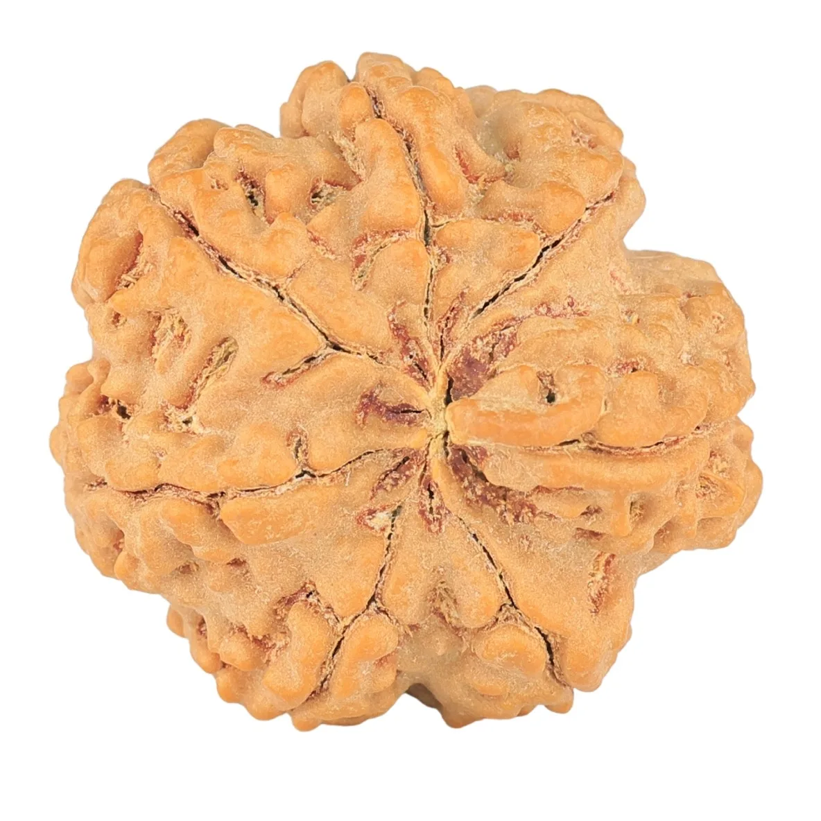 7 Mukhi Rudraksha 28mm 7.77gm - Rudraksha back