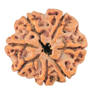 7 Mukhi Rudraksha 23.4mm 4gm - Rudraksha back