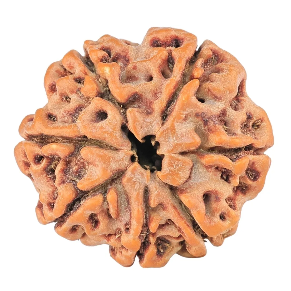 7 Mukhi Rudraksha 23.4mm 4gm - Rudraksha back