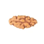 1 Mukhi Rudraksha 13.1mm 0.21gm - Rudraksha back