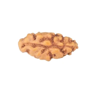 1 Mukhi Rudraksha 13.1mm 0.21gm - Rudraksha back