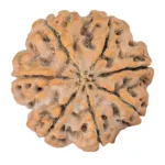 7 Mukhi Rudraksha 27.9mm 6.7gm - Rudraksha back