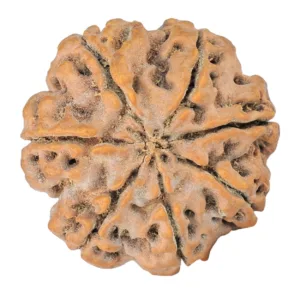 7 Mukhi Rudraksha 27.9mm 6.7gm - Rudraksha back