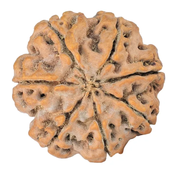 7 Mukhi Rudraksha 27.9mm 6.7gm - Rudraksha back