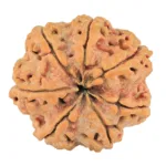 7 Mukhi Rudraksha 27.3mm 5.88gm - Rudraksha back