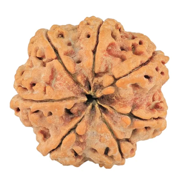 7 Mukhi Rudraksha 27.3mm 5.88gm - Rudraksha back