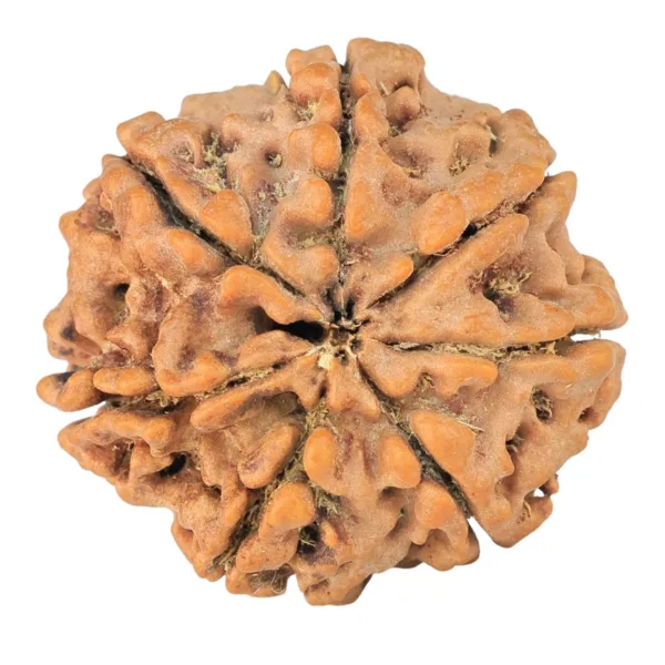 7 Mukhi Rudraksha 26.5mm 5.63gm - Rudraksha back