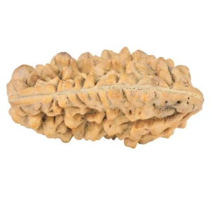 1 Mukhi Rudraksha 36.2mm 5.5gm - Rudraksha back