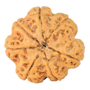 7 Mukhi Rudraksha 28.2mm 6.76gm - Rudraksha back