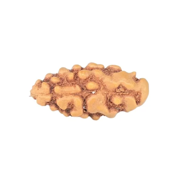 1 Mukhi Rudraksha 11.7mm 0.14gm - Rudraksha back