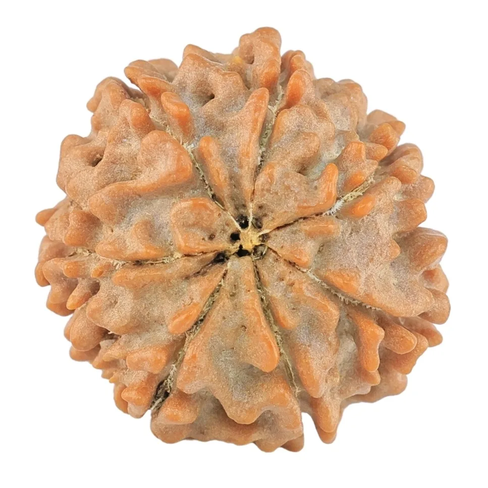 7 Mukhi Rudraksha 18.9mm 2.51gm - Rudraksha back