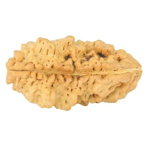 1 Mukhi Rudraksha 33.9mm 5.83gm - Rudraksha back