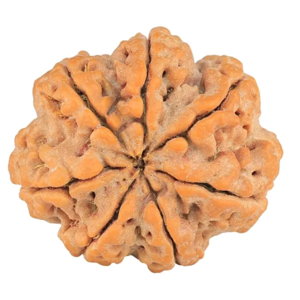 7 Mukhi Rudraksha 27.5mm 6.29gm - Rudraksha back