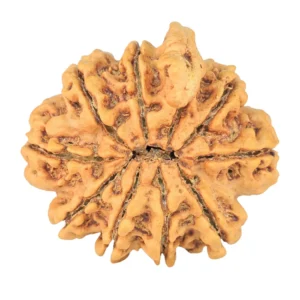 10 Mukhi Ganesh 30.1mm 6.16gm - Rudraksha back