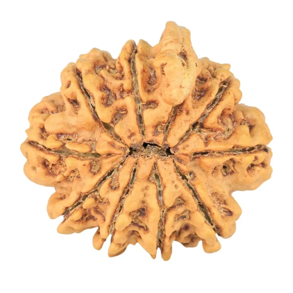 10 Mukhi Ganesh 30.1mm 6.16gm - Rudraksha back