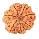 7 Mukhi Rudraksha 26.7mm 6.23gm - Rudraksha back