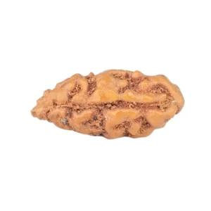 1 Mukhi Rudraksha 12.9mm 0.19gm - Rudraksha back