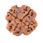 4 Mukhi Rudraksha 21.5mm 4.43gm - Rudraksha back