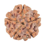 5 Mukhi Rudraksha 18.1mm 2.3gm - Rudraksha back