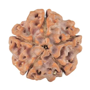 5 Mukhi Rudraksha 18.1mm 2.3gm - Rudraksha back