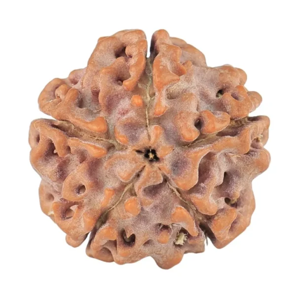 5 Mukhi Rudraksha 18.1mm 2.3gm - Rudraksha back